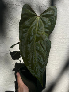 Anthurium Tezula Soul Reaper offset (Papillilaminum RLXFS x self)