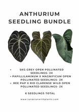 Load image into Gallery viewer, Anthurium Seedling Bundle
