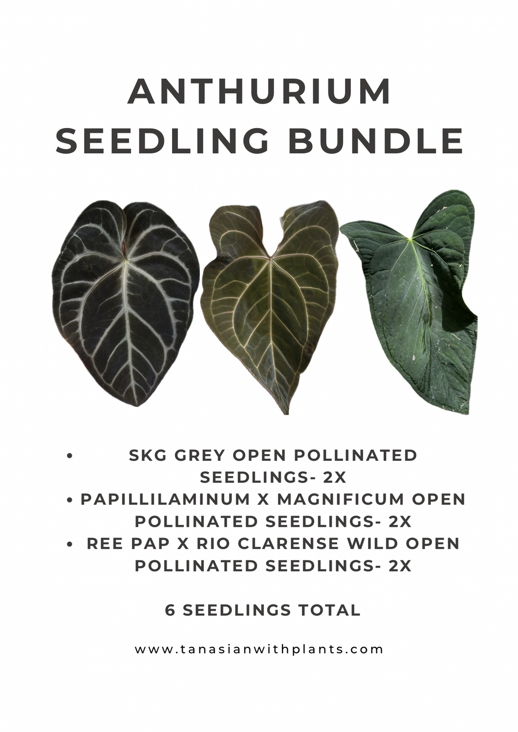 Anthurium Seedling Bundle