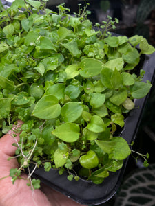 Seedling bundle (4 seedlings total)