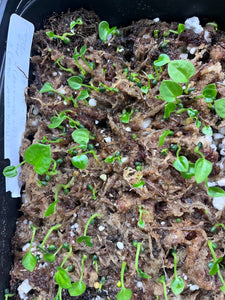 Anthurium (Carlablackiae x Besseae aff) x (Carlablackiae x Antolakii)- 4 seedlings