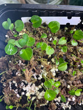 Load image into Gallery viewer, Seedling Bundle (6 seedlings total)
