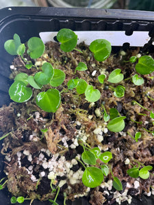 Seedling Bundle (6 seedlings total)