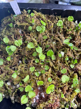Load image into Gallery viewer, Anthurium (Carlablackiae x Besseae aff) x (Carlablackiae x Antolakii)- 4 seedlings
