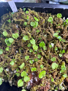 Anthurium (Carlablackiae x Besseae aff) x (Carlablackiae x Antolakii)- 4 seedlings