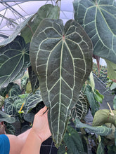 Load image into Gallery viewer, Anthurium Stripey x self (SKG)
