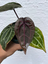 Load image into Gallery viewer, Anthurium Tim Anderson (Purple emergent) Tezula
