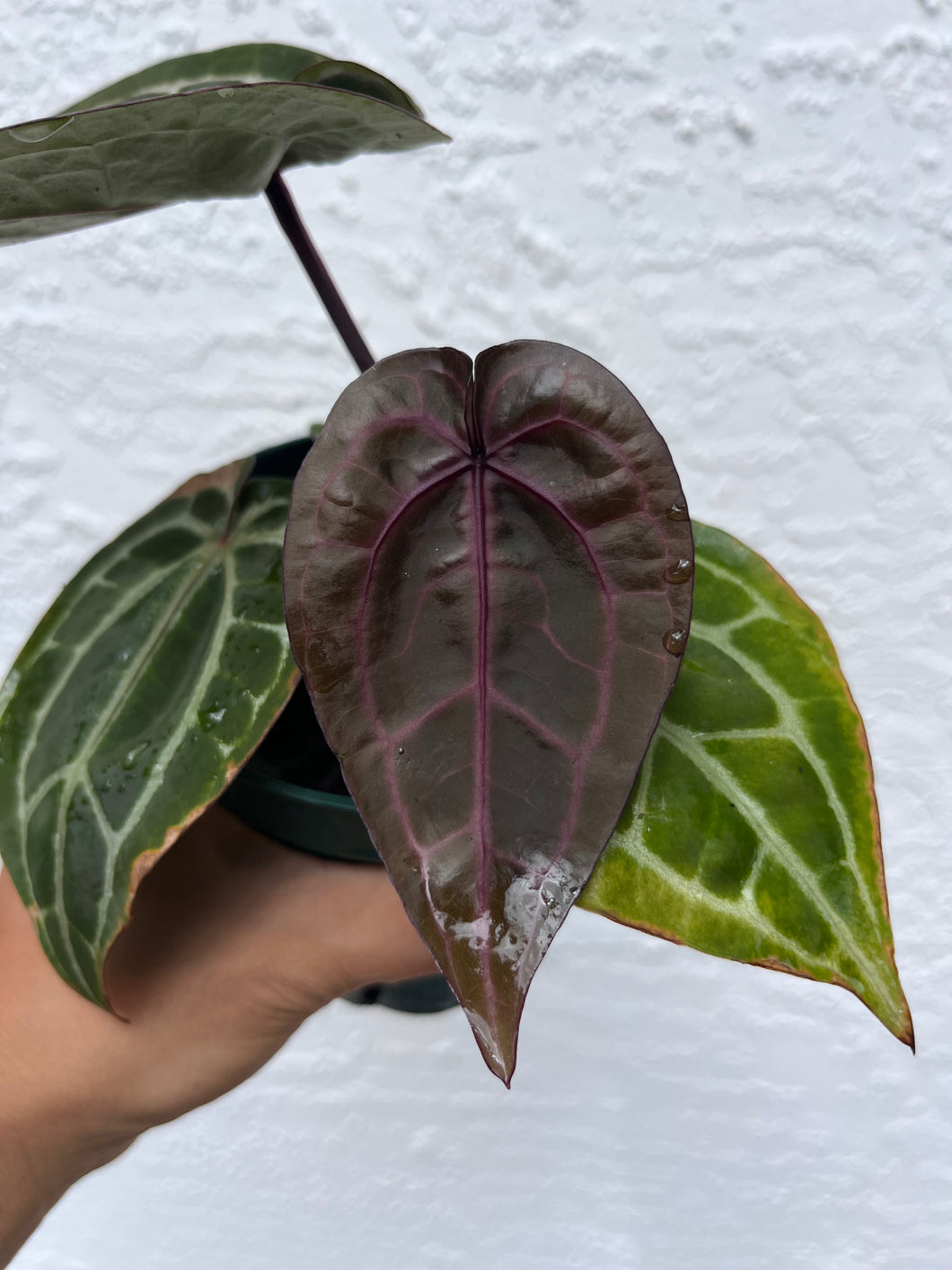 Anthurium Tim Anderson (Purple emergent) Tezula