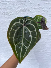 Load image into Gallery viewer, Anthurium Tim Anderson (Purple emergent) Tezula
