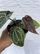 Load image into Gallery viewer, Anthurium Tim Anderson (Purple emergent) Tezula
