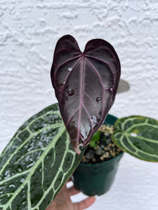 Anthurium Tim Anderson Memoriam (Purple emergent) Tezula