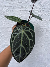 Load image into Gallery viewer, Anthurium Tim Anderson Memoriam (Purple emergent) Tezula
