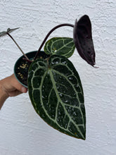 Load image into Gallery viewer, Anthurium Tim Anderson Memoriam (Purple emergent) Tezula
