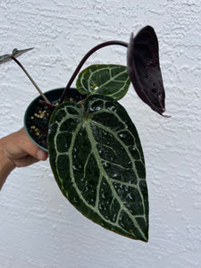 Anthurium Tim Anderson Memoriam (Purple emergent) Tezula