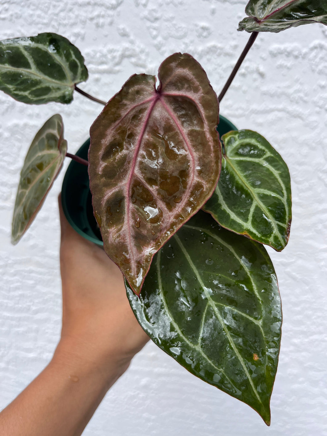 Anthurium Tim Anderson Memoriam (mutated) Tezula