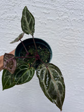Load image into Gallery viewer, Anthurium Tim Anderson Memoriam (mutated) Tezula
