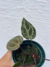 Load image into Gallery viewer, Anthurium Tim Anderson Memoriam (mutated) Tezula
