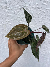 Load image into Gallery viewer, Anthurium Tim Anderson Memoriam (mutated) Tezula
