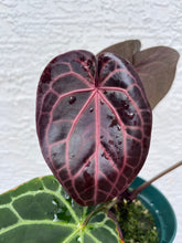 Load image into Gallery viewer, Anthurium Tim Anderson Memoriam (Red Emergent) Tezula
