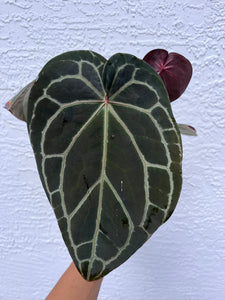 Anthurium Tim Anderson Memoriam (Red Emergent) Tezula