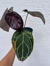 Load image into Gallery viewer, Anthurium Tim Anderson Memoriam (Red Emergent) Tezula
