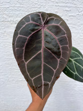 Load image into Gallery viewer, Anthurium Tim Anderson Memoriam (Purple emergent) Tezula
