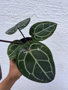 Anthurium Tim Anderson Memoriam (Purple emergent) Tezula