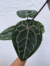 Load image into Gallery viewer, Anthurium Tim Anderson Memoriam (Purple emergent) Tezula
