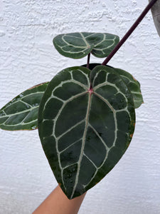 Anthurium Tim Anderson Memoriam (Purple emergent) Tezula