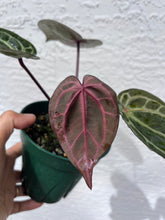 Load image into Gallery viewer, Anthurium Tim Anderson Memoriam (Purple emergent) Tezula
