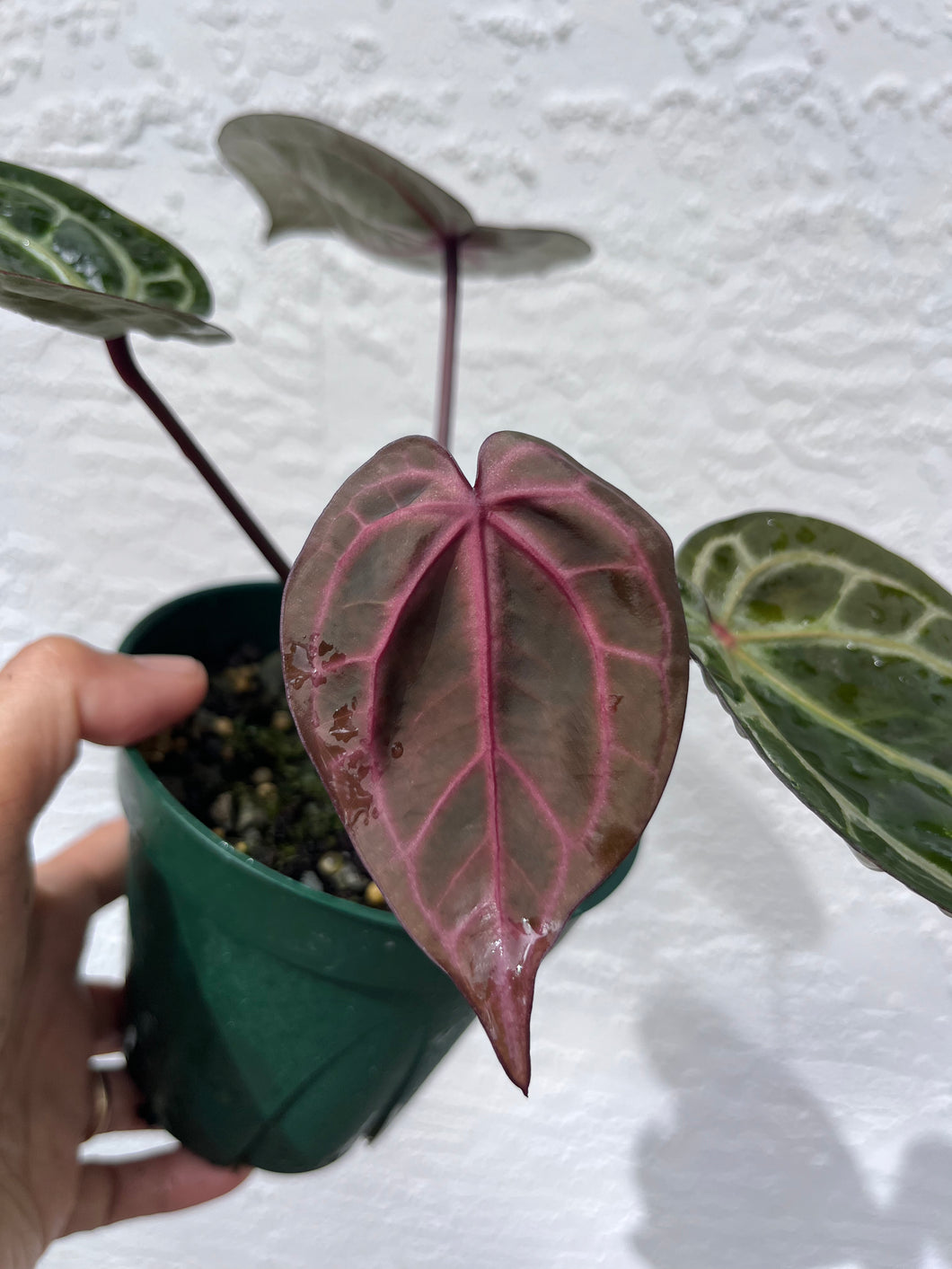 Anthurium Tim Anderson Memoriam (Purple emergent) Tezula