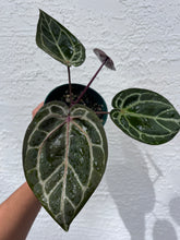 Load image into Gallery viewer, Anthurium Tim Anderson Memoriam (Purple emergent) Tezula

