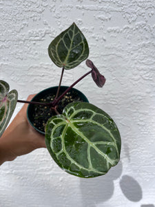 Anthurium Tim Anderson Memoriam (Purple emergent) Tezula