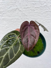 Load image into Gallery viewer, Anthurium Tim Anderson Memoriam (Purple emergent) Tezula
