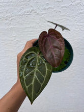 Load image into Gallery viewer, Anthurium Tim Anderson Memoriam (Purple emergent) Tezula
