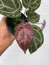 Load image into Gallery viewer, Anthurium Tim Anderson Memoriam (Purple emergent) Tezula
