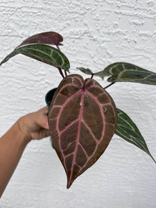 Anthurium Tim Anderson Memoriam (Purple emergent) Tezula