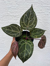 Load image into Gallery viewer, Anthurium Tim Anderson Memoriam (Purple emergent) Tezula
