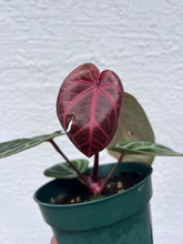 Load image into Gallery viewer, Anthurium Tim Anderson Memoriam (Red Emergent) Tezula
