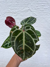 Load image into Gallery viewer, Anthurium Tim Anderson Memoriam (Red Emergent) Tezula
