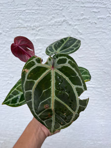 Anthurium Tim Anderson Memoriam (Red Emergent) Tezula