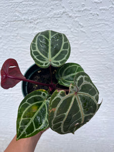 Anthurium Tim Anderson Memoriam (Red Emergent) Tezula
