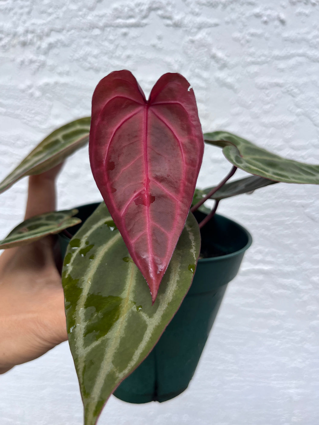 Anthurium Tim Anderson Memoriam (Red Emergent) Tezula two plants in pot