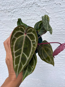 Anthurium Tim Anderson Memoriam (Red Emergent) Tezula two plants in pot