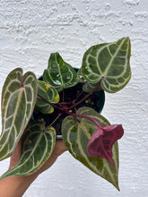 Load image into Gallery viewer, Anthurium Tim Anderson Memoriam (Red Emergent) Tezula two plants in pot
