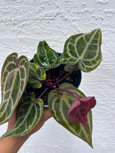 Anthurium Tim Anderson Memoriam (Red Emergent) Tezula two plants in pot