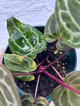 Load image into Gallery viewer, Anthurium Tim Anderson Memoriam (Red Emergent) Tezula two plants in pot

