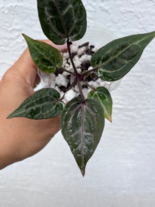 Anthurium Tim Anderson Memoriam purple emergent (mutated) Tezula