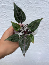 Load image into Gallery viewer, Anthurium Tim Anderson Memoriam purple emergent (mutated) Tezula

