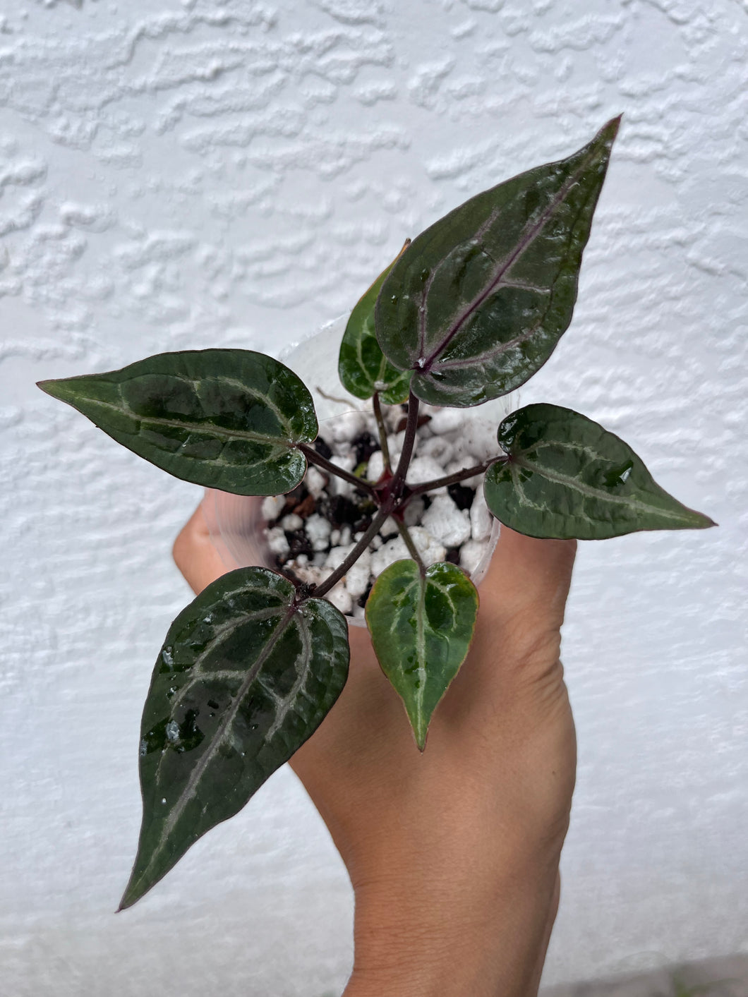 Anthurium Tim Anderson Memoriam purple emergent (mutated) Tezula